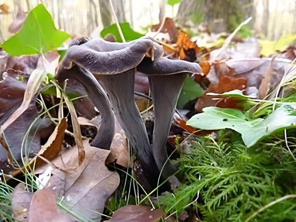 Mycélium Trompette de la Mort - Kit culture Champignons - grow mushrooms kit