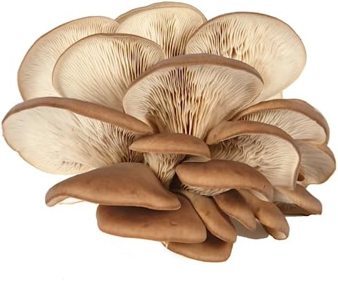 Kit de culture de pleurotes - Cultivez vos propres champignons sur du marc  de café 