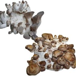 Hawlik Pilzbrut I l'original I BIO mélange de champignons nobles I 2 cultures pour cultiver soi-même I champignons shiitake et pleurotes aux herbes I cultiver des champignons frais | kit champignon