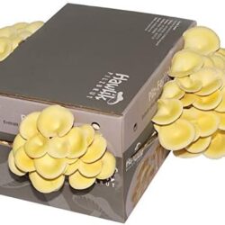 Hawlik Pilzbrut - Grande Culture de champignons | champignon à faire pousser sans connaissances préalables I Kit de culture facile pour la maison I Champignons frais/Pleurote au citron vert