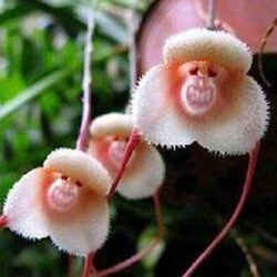 Luojuny Graines de fleurs, 1 sac de graines de fleurs rares de forme originale polyvalentes et voyantes pour le jardin 200pcs Graines d'orchidée visage de singe