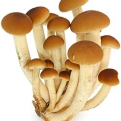 Hawlik Pilzbrut - BIO Pioppino à cultiver soi-même - Kit de culture de champignons à domicile - cultiver des champignons frais - kit champignon Pioppino