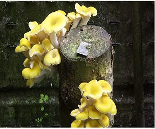 Hawlik Pilzbrut - Petite culture de champignons de Paris à cultiver  soi-même - sans connaissances préalables - Kit de culture de champignons  pour la maison - Champignon de Paris brun : : Jardin