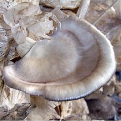 Floride pleurotes (Pleurotus ostreatus) Mycélium Spawn Graines séchées (10g)