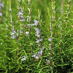 100 pcs vivaces graine romarin sont simples à cultiver adaptées à la plantation d'ornements dans les espaces verts du jardin et sont profondément aimées par les gens