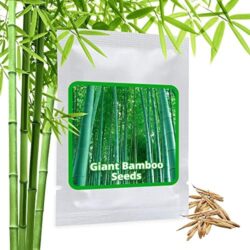 BAMBOU GEANT MOSO env. 60 graines / Phyllostachys pubescens / "Roi des Bambous"